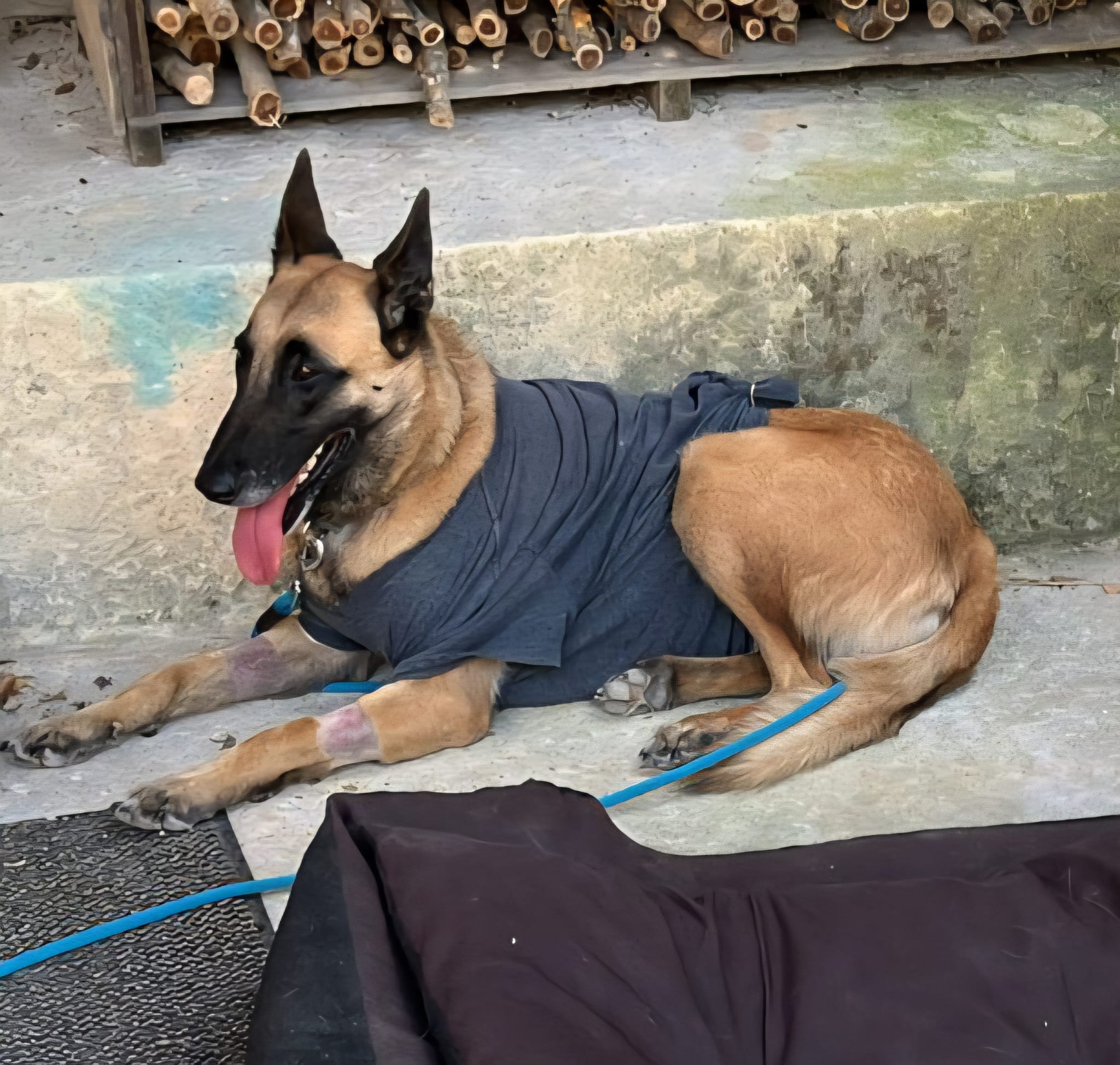 Chien après accompagnement